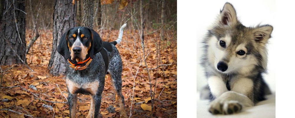 Miniature Siberian Husky vs Bluetick Coonhound - Breed Comparison
