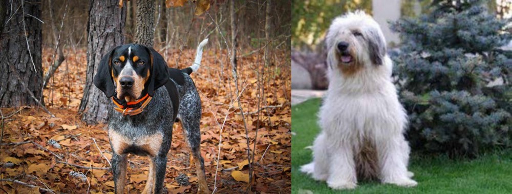 Mioritic Sheepdog vs Bluetick Coonhound - Breed Comparison
