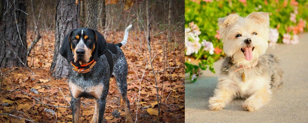 Morkie vs Bluetick Coonhound - Breed Comparison