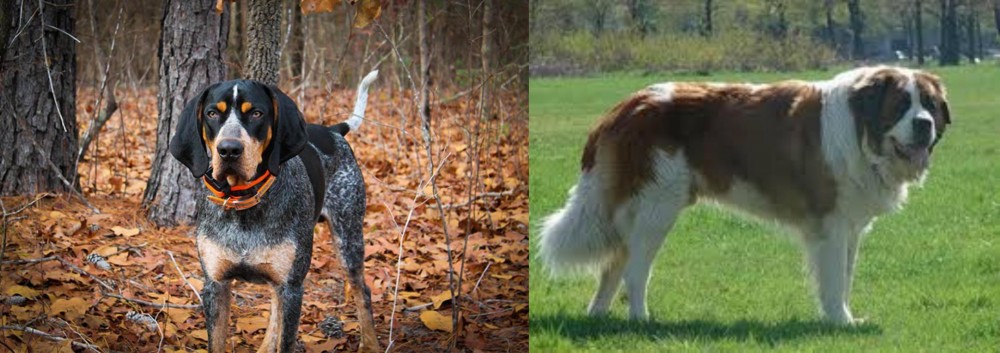 Moscow Watchdog vs Bluetick Coonhound - Breed Comparison