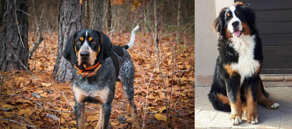 Mountain Burmese vs Bluetick Coonhound - Breed Comparison