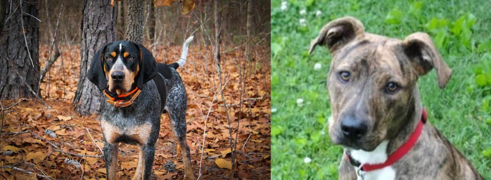 Mountain Cur vs Bluetick Coonhound - Breed Comparison