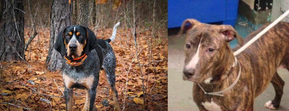 Mountain View Cur vs Bluetick Coonhound - Breed Comparison