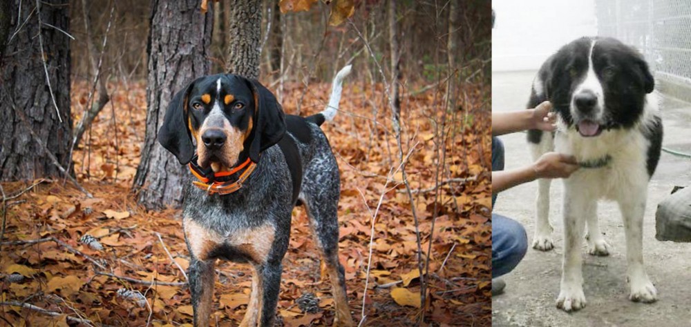 Mucuchies vs Bluetick Coonhound - Breed Comparison