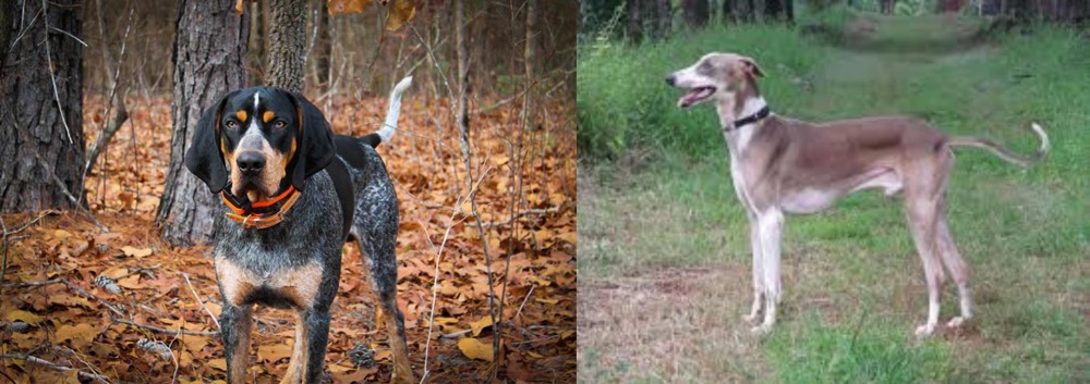 Mudhol Hound vs Bluetick Coonhound - Breed Comparison