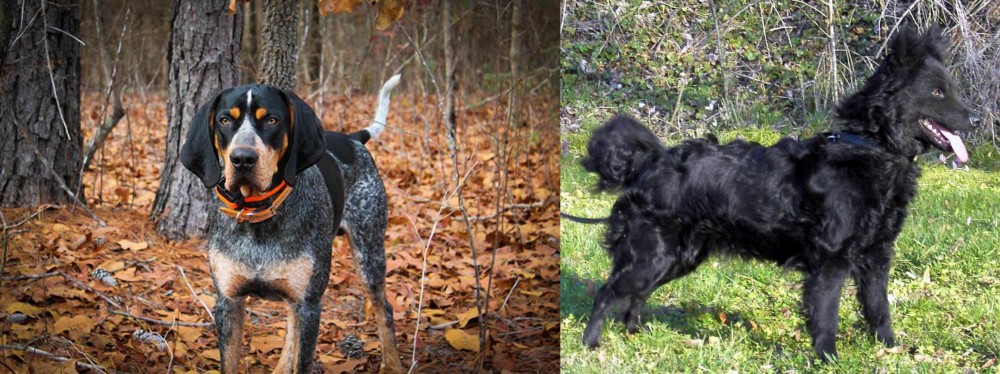 Mudi vs Bluetick Coonhound - Breed Comparison