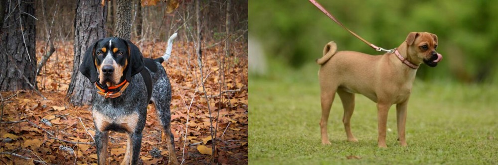 Muggin vs Bluetick Coonhound - Breed Comparison