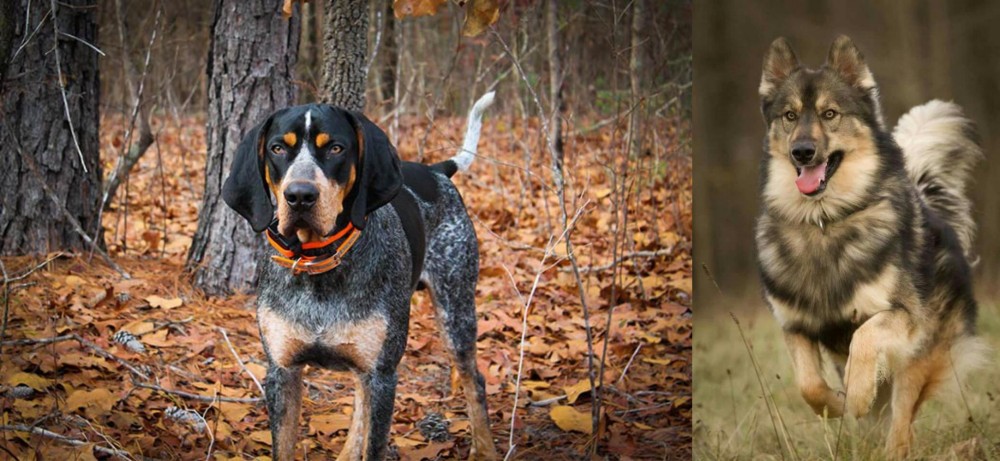 Native American Indian Dog vs Bluetick Coonhound - Breed Comparison