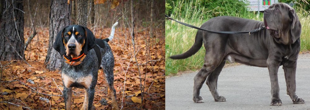 Neapolitan Mastiff vs Bluetick Coonhound - Breed Comparison
