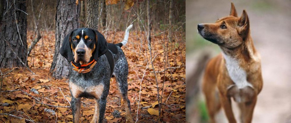 New Guinea Singing Dog vs Bluetick Coonhound - Breed Comparison