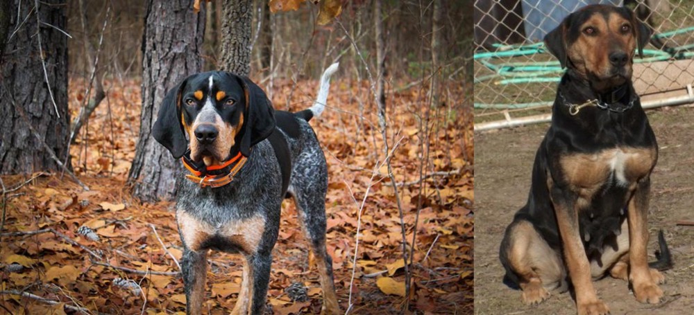 New Zealand Huntaway vs Bluetick Coonhound - Breed Comparison