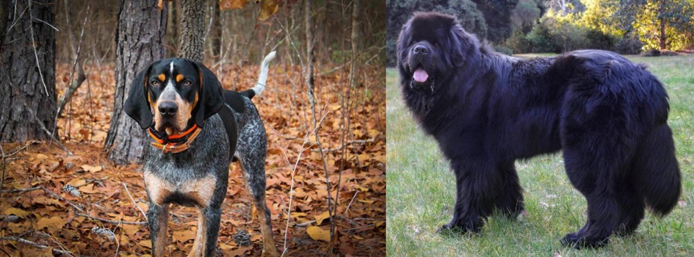 Newfoundland Dog vs Bluetick Coonhound - Breed Comparison