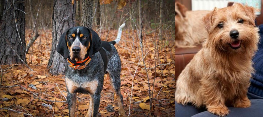 Norfolk Terrier vs Bluetick Coonhound - Breed Comparison