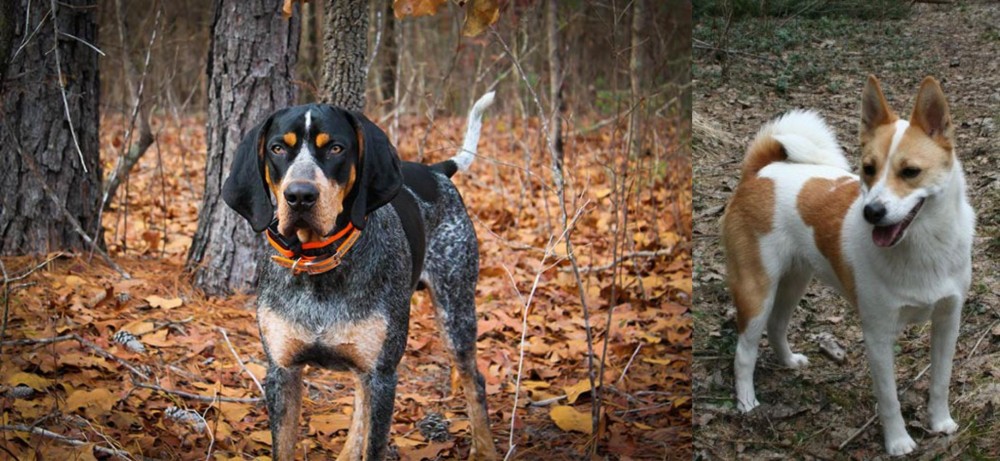 Norrbottenspets vs Bluetick Coonhound - Breed Comparison