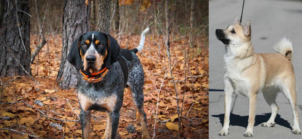 Norwegian Buhund vs Bluetick Coonhound - Breed Comparison