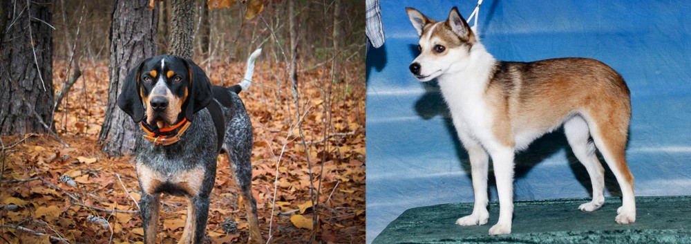 Norwegian Lundehund vs Bluetick Coonhound - Breed Comparison