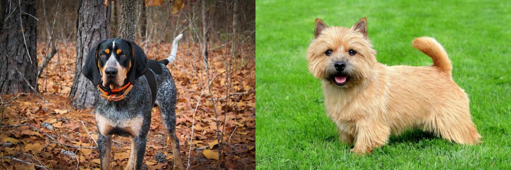Norwich Terrier vs Bluetick Coonhound - Breed Comparison