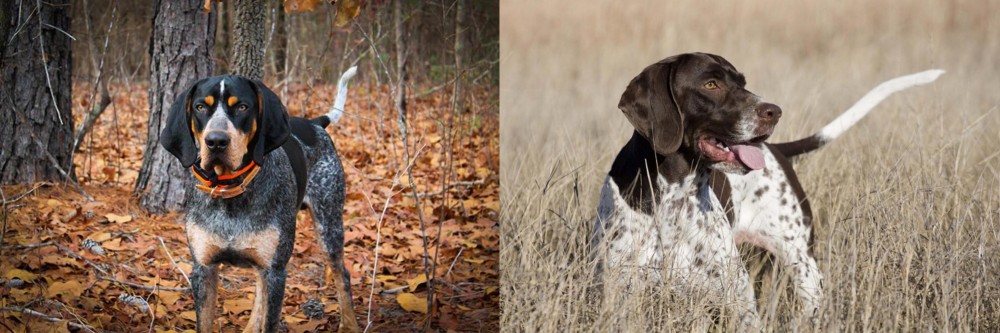 Old Danish Pointer vs Bluetick Coonhound - Breed Comparison