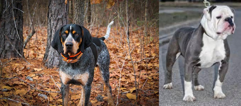 Old English Bulldog vs Bluetick Coonhound - Breed Comparison