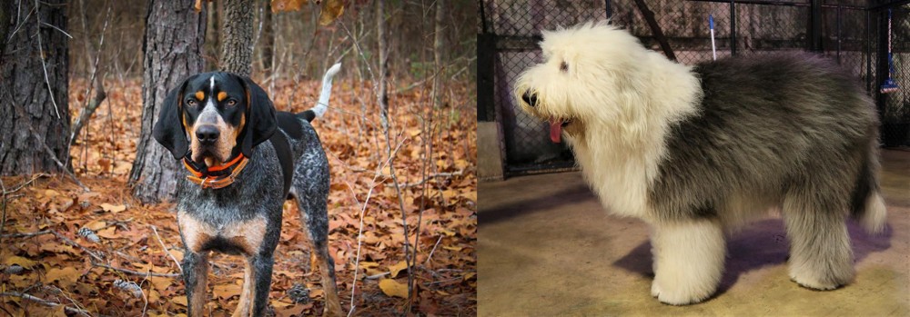 Old English Sheepdog vs Bluetick Coonhound - Breed Comparison