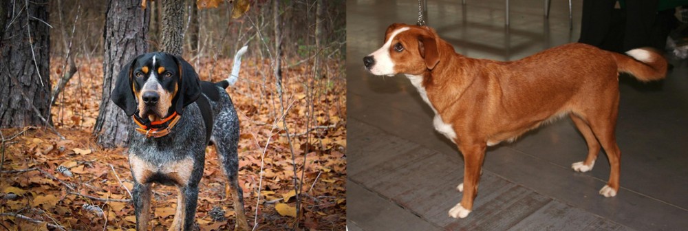Osterreichischer Kurzhaariger Pinscher vs Bluetick Coonhound - Breed Comparison