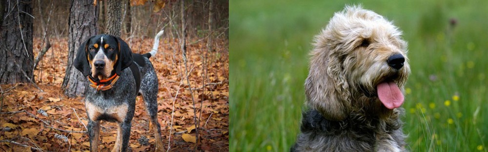 Otterhound vs Bluetick Coonhound - Breed Comparison
