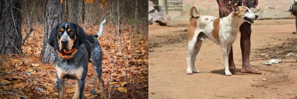 Pandikona vs Bluetick Coonhound - Breed Comparison