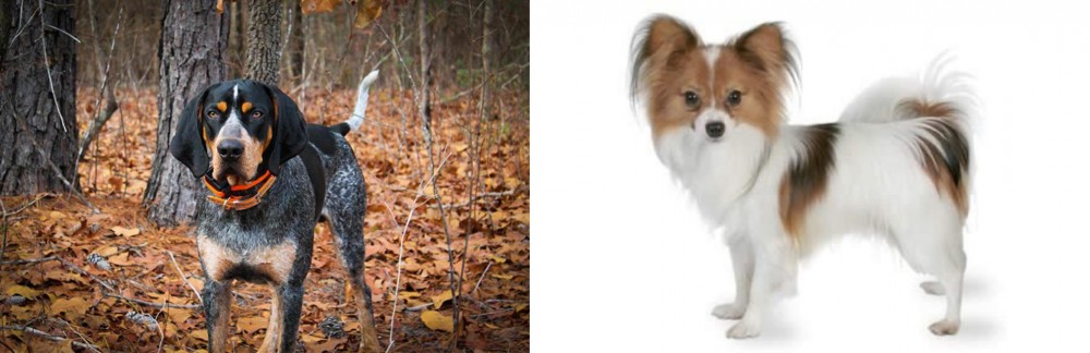 Papillon vs Bluetick Coonhound - Breed Comparison