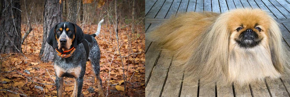 Pekingese vs Bluetick Coonhound - Breed Comparison
