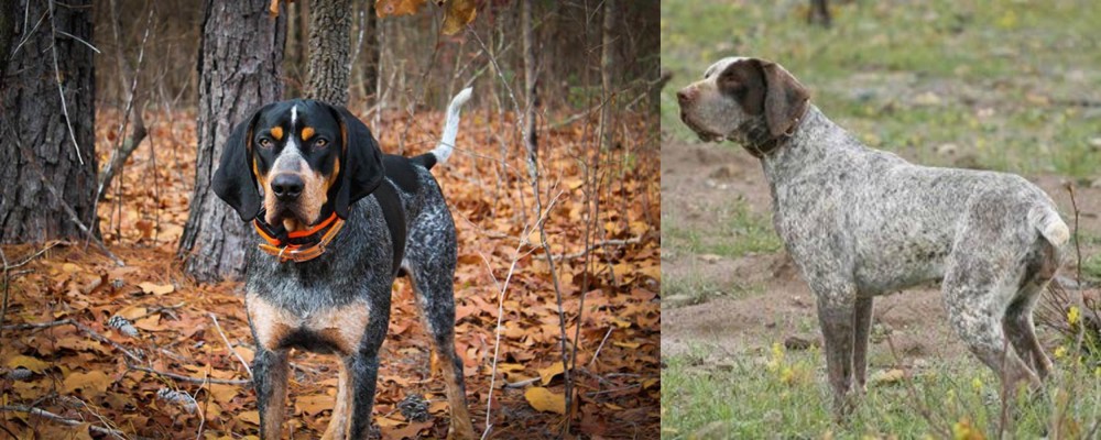 Perdiguero de Burgos vs Bluetick Coonhound - Breed Comparison