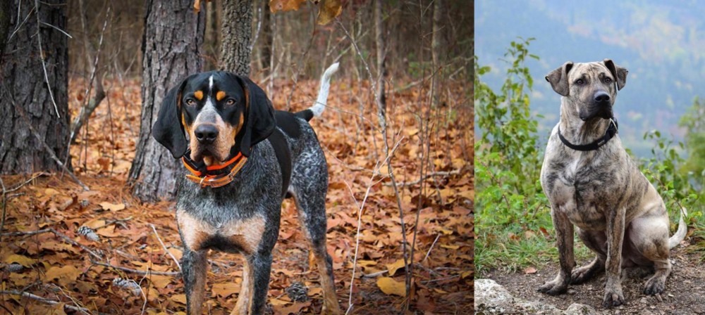 Perro Cimarron vs Bluetick Coonhound - Breed Comparison