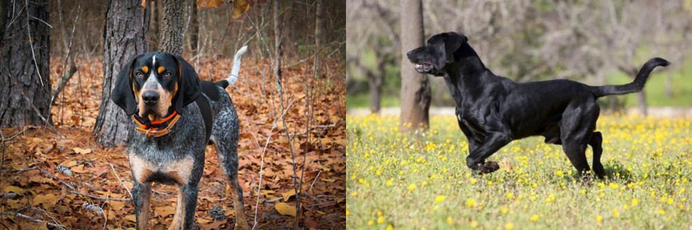 Perro de Pastor Mallorquin vs Bluetick Coonhound - Breed Comparison