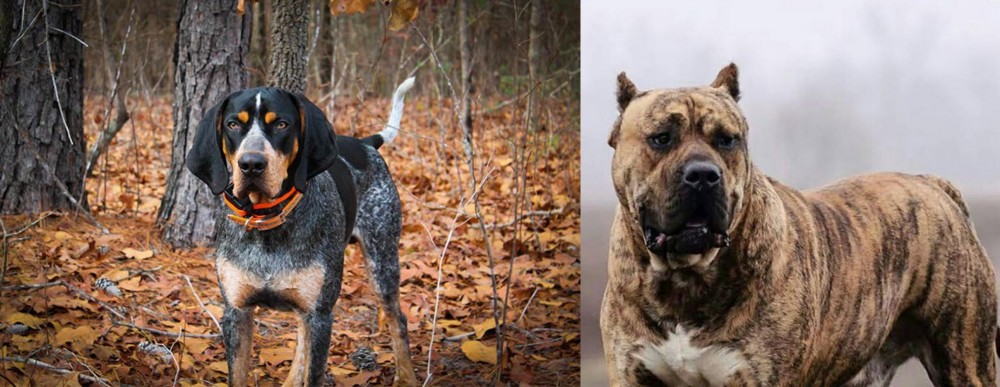 Perro de Presa Canario vs Bluetick Coonhound - Breed Comparison