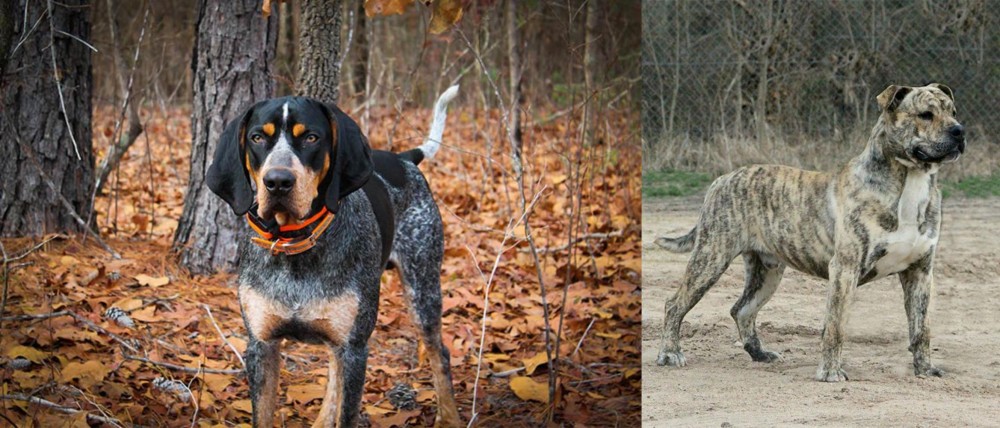 Perro de Presa Mallorquin vs Bluetick Coonhound - Breed Comparison