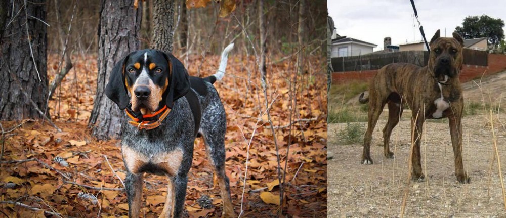 Perro de Toro vs Bluetick Coonhound - Breed Comparison