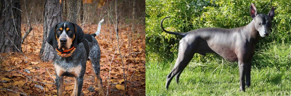 Peruvian Hairless vs Bluetick Coonhound - Breed Comparison