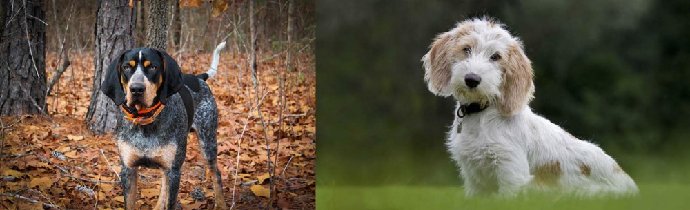 Petit Basset Griffon Vendeen vs Bluetick Coonhound - Breed Comparison