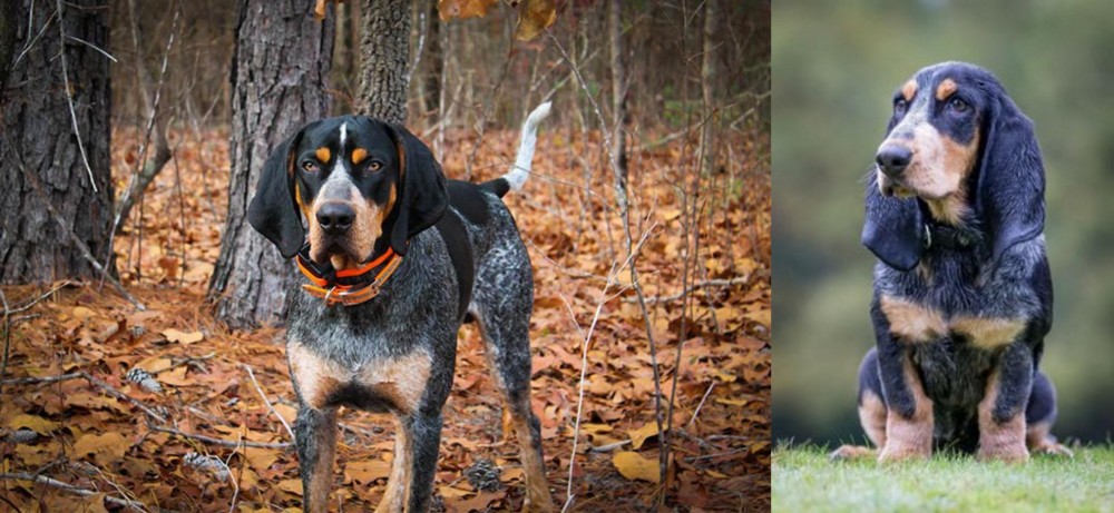 Petit Bleu de Gascogne vs Bluetick Coonhound - Breed Comparison