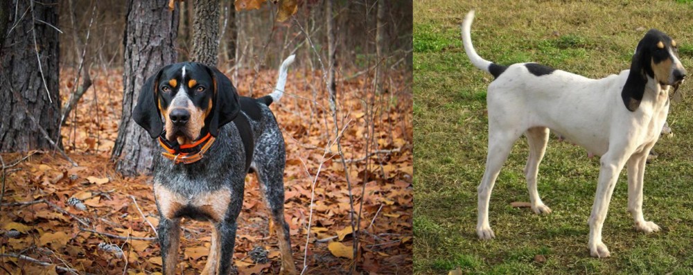 Petit Gascon Saintongeois vs Bluetick Coonhound - Breed Comparison