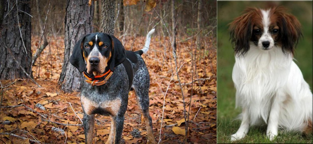 Phalene vs Bluetick Coonhound - Breed Comparison