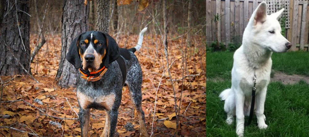 Phung San vs Bluetick Coonhound - Breed Comparison