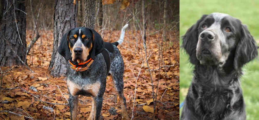 Picardy Spaniel vs Bluetick Coonhound - Breed Comparison