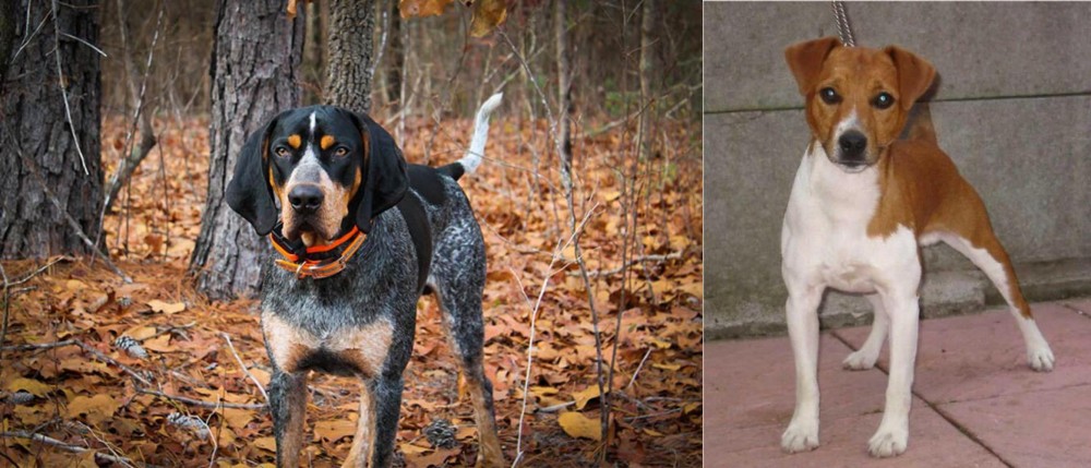 Plummer Terrier vs Bluetick Coonhound - Breed Comparison