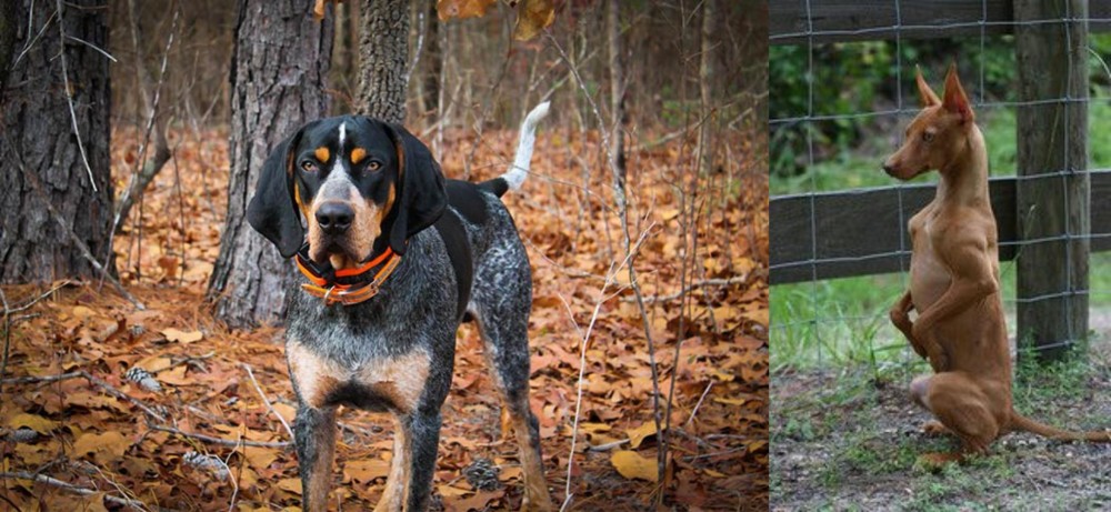 Podenco Andaluz vs Bluetick Coonhound - Breed Comparison