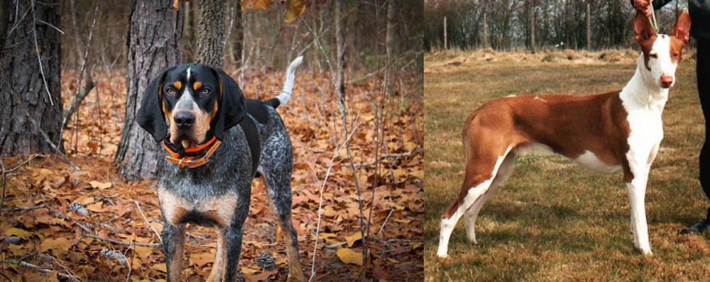 Podenco Canario vs Bluetick Coonhound - Breed Comparison