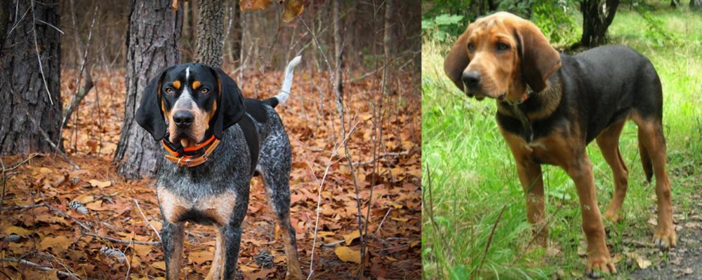 Polish Hound vs Bluetick Coonhound - Breed Comparison