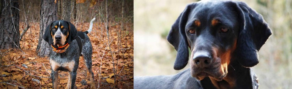 Polish Hunting Dog vs Bluetick Coonhound - Breed Comparison