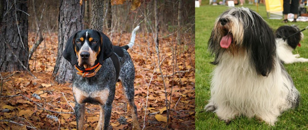 Polish Lowland Sheepdog vs Bluetick Coonhound - Breed Comparison