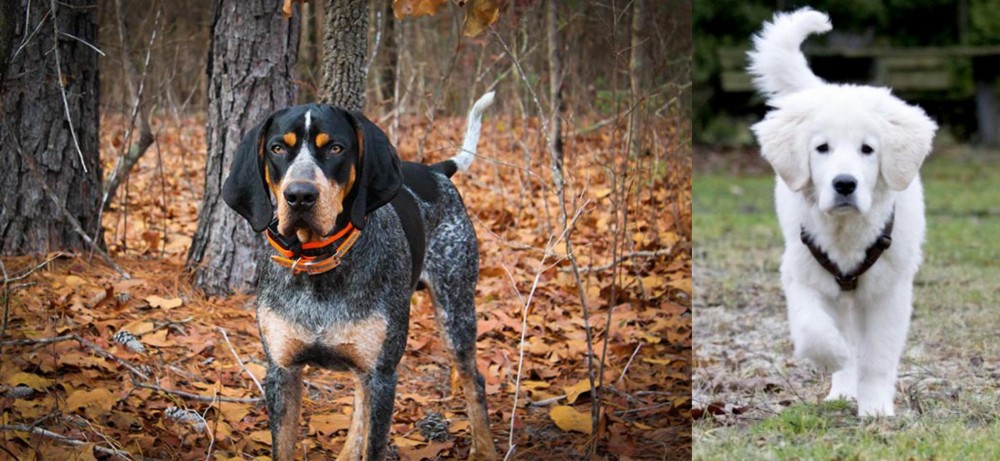 Polish Tatra Sheepdog vs Bluetick Coonhound - Breed Comparison