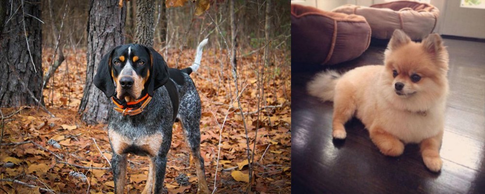 Pomeranian vs Bluetick Coonhound - Breed Comparison